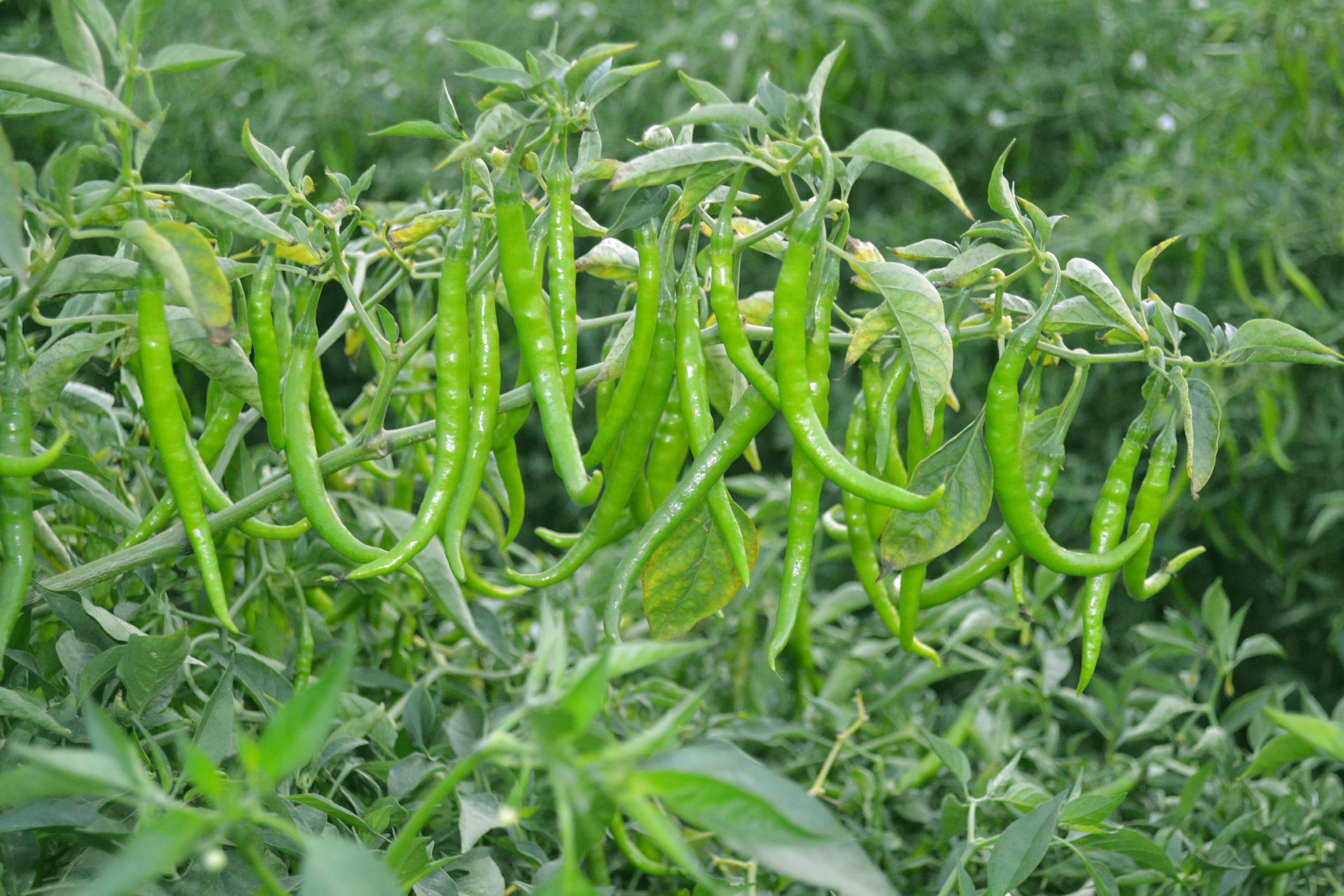Chilli