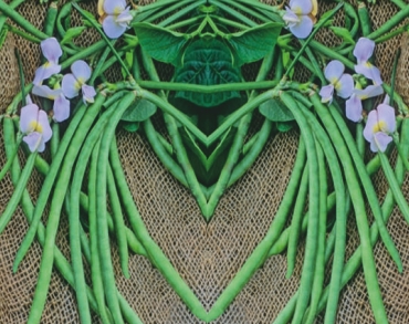 Cowpea