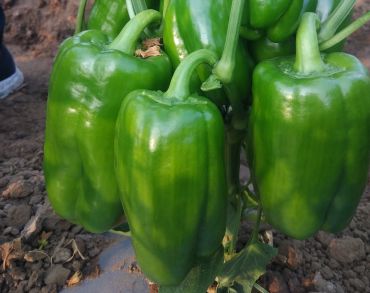 Sweet Pepper