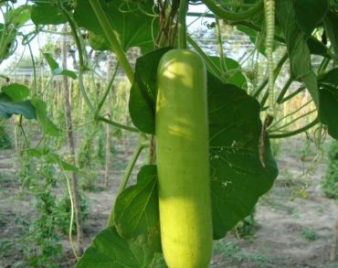 Bottle Gourd