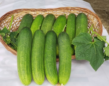 Cucumber