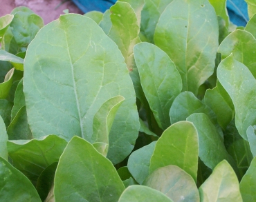 Palak