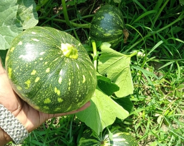 Pumpkin