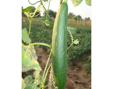 Spongegourd