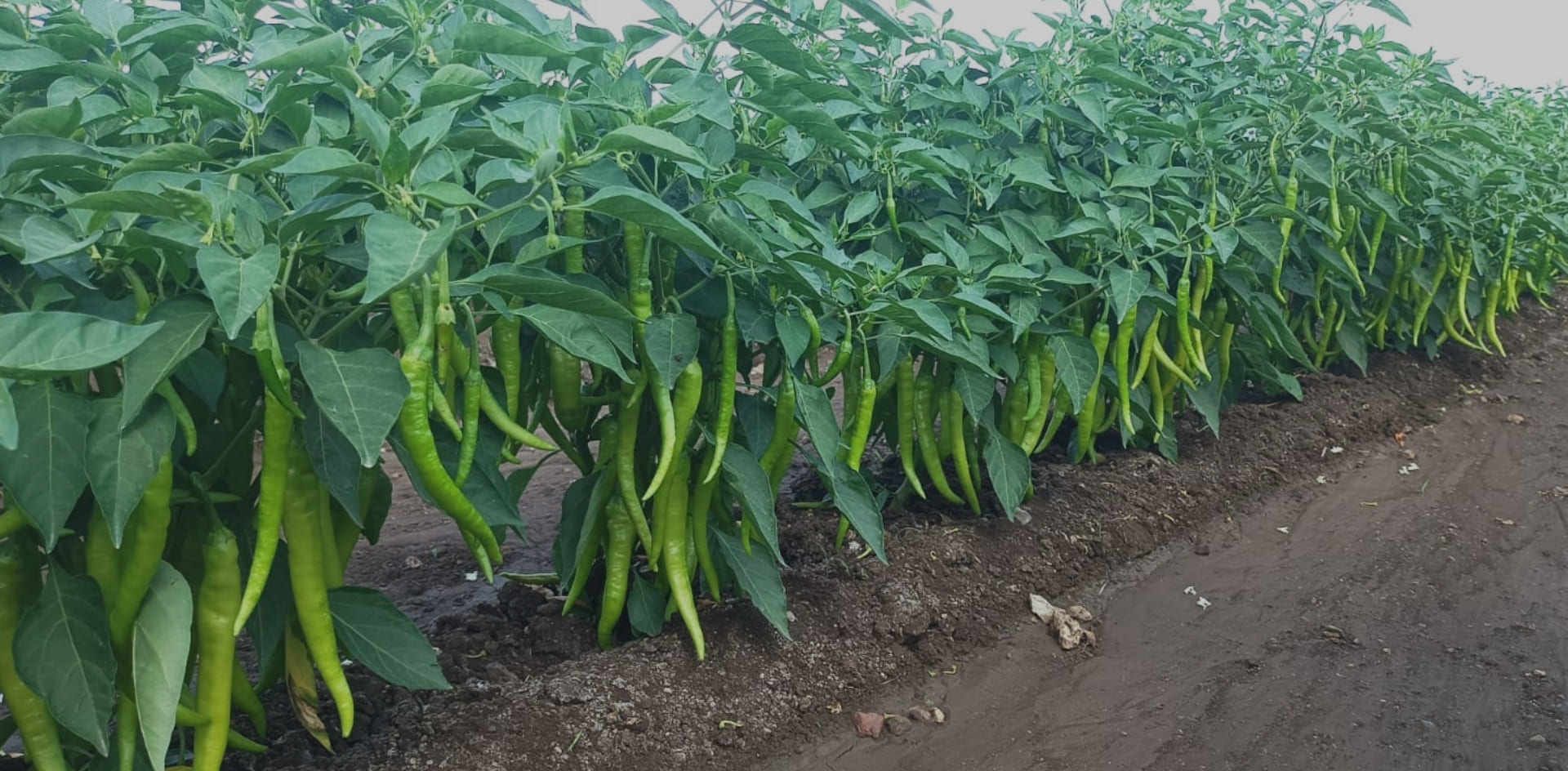 Chilli