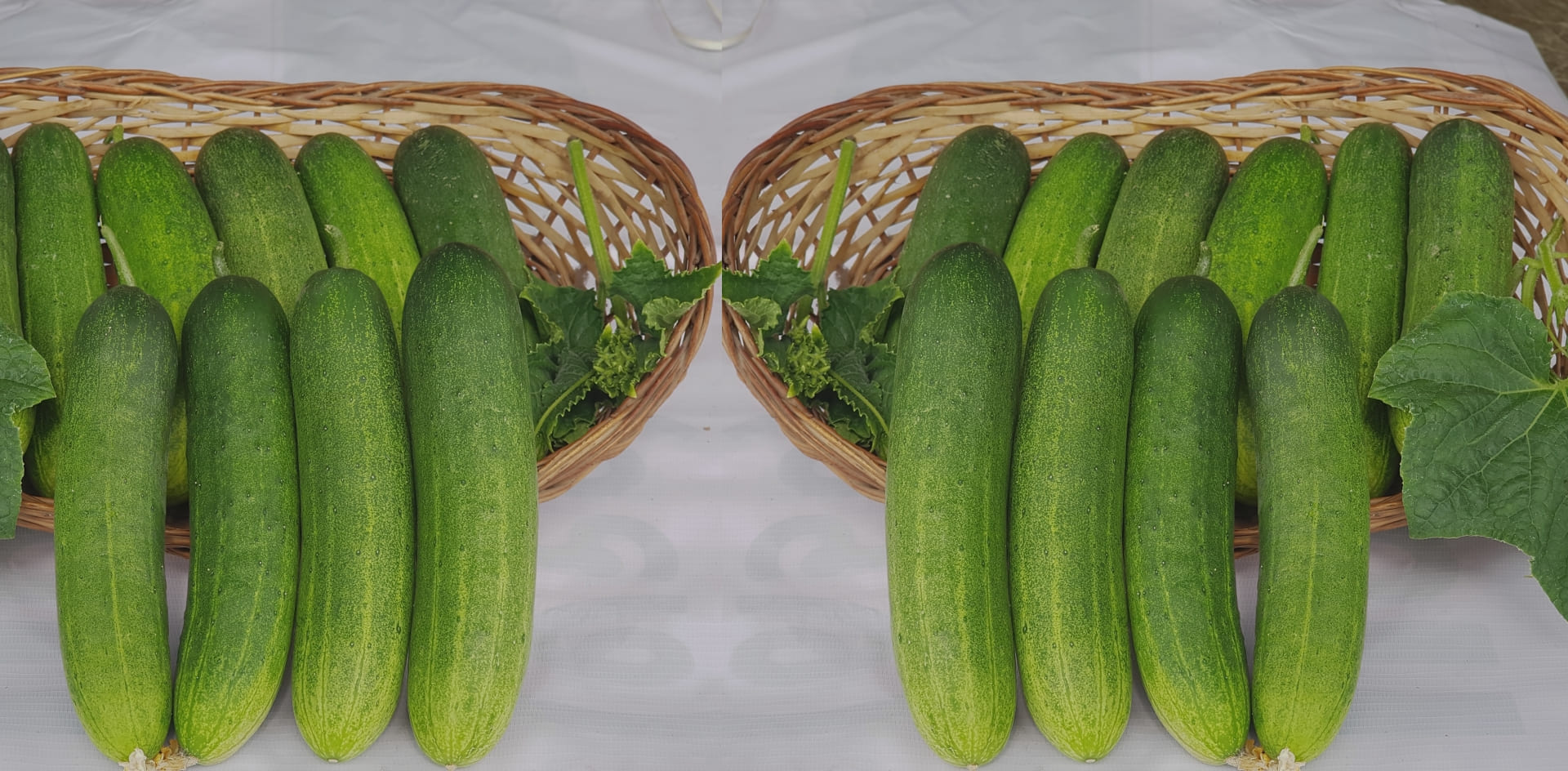 Cucumber
