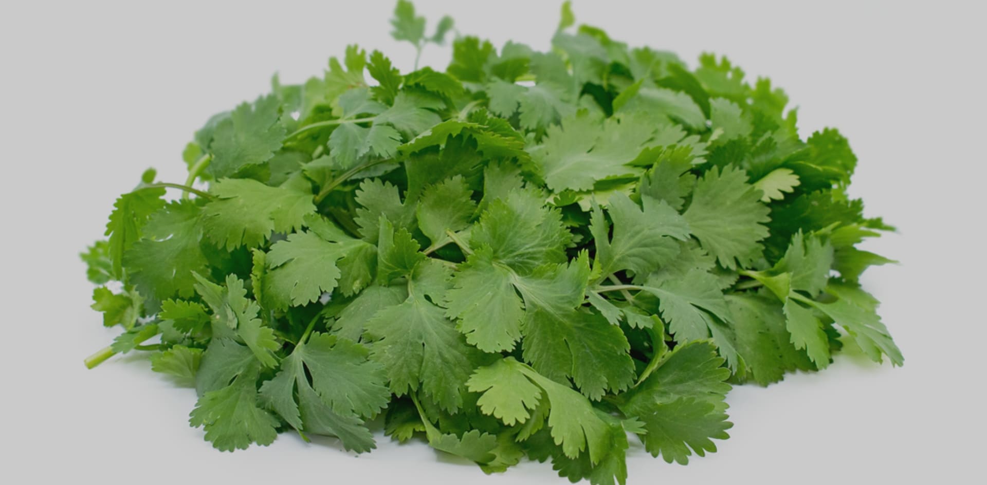 Coriander