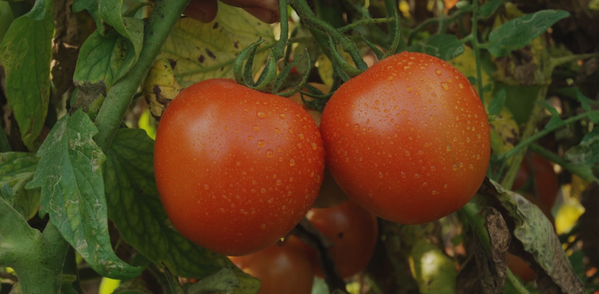 Tomato