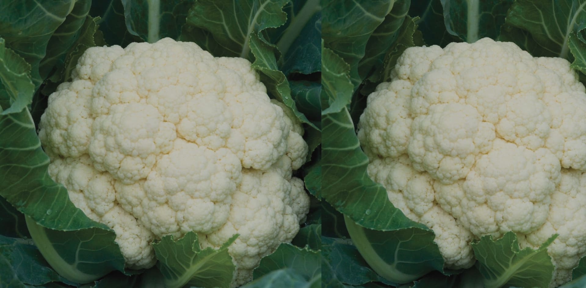 Cauliflower