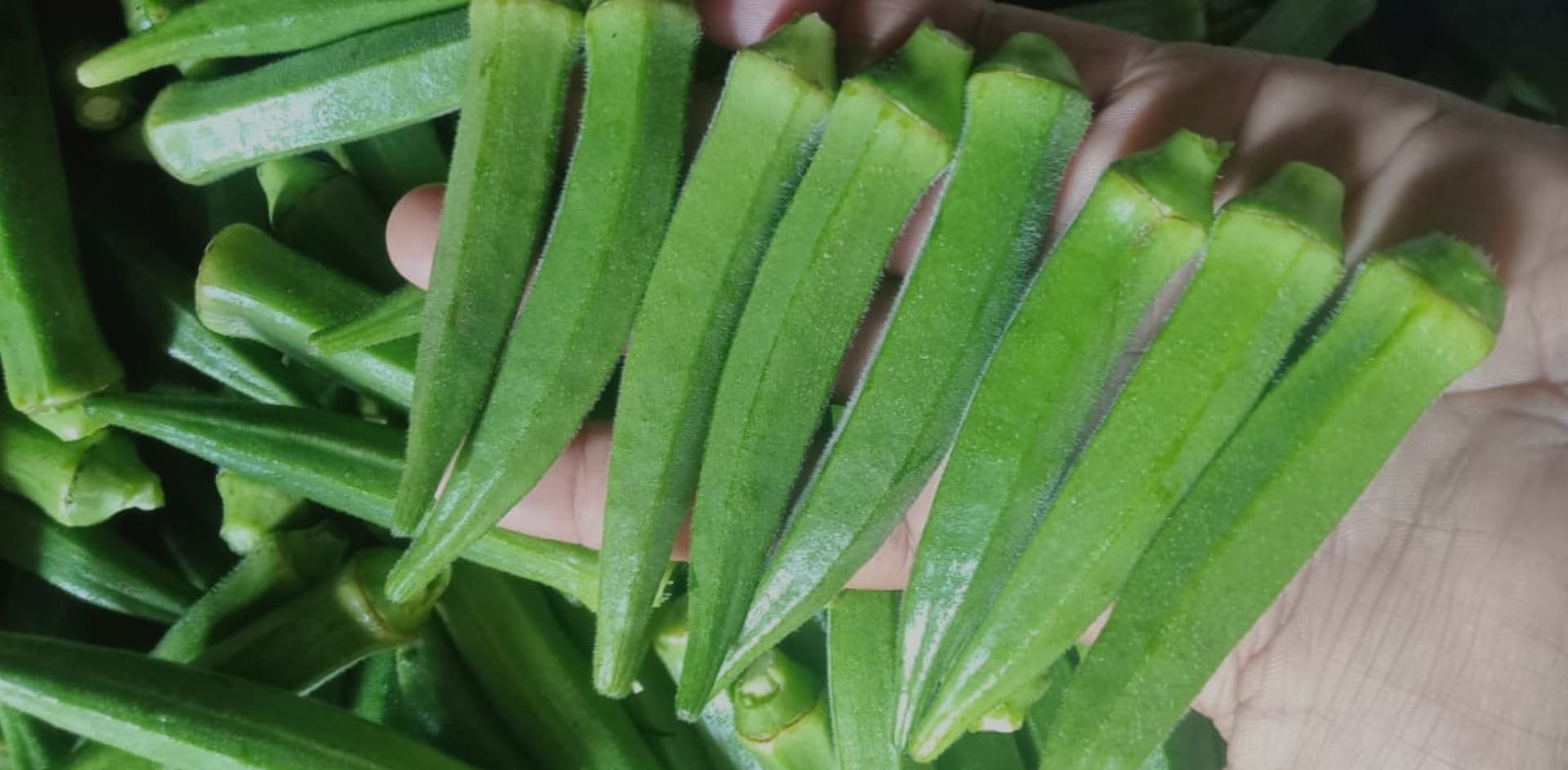 Okra